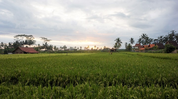 Ubud: Unterwegs im Herzen von Bali!